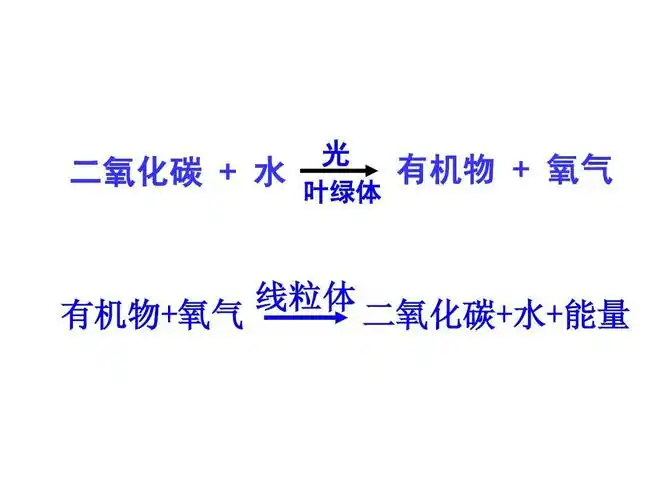 初中生物呼吸光合作用的综合运用ppt