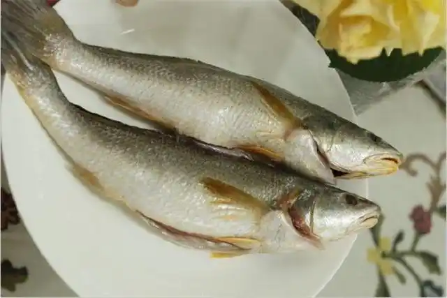 曾经常见的毛鲿鱼,到底拥有怎样的秘密?为它们招来了灭顶之灾