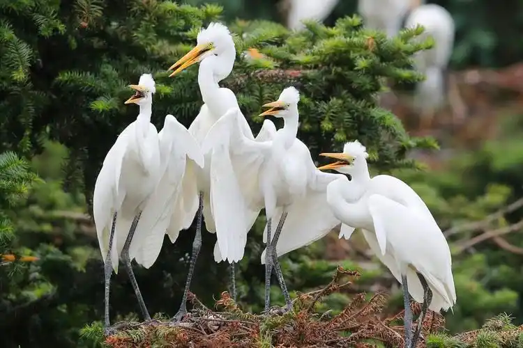 高贵大气的白鹭