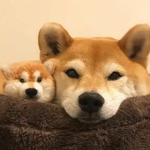 超级可爱治愈的狗狗头像,错过了就找不到啦