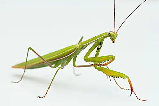 螳螂图片大全_螳螂高清图片下载_图片网