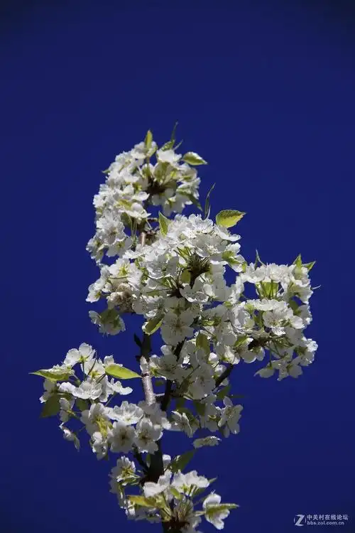 雪白的梨花花