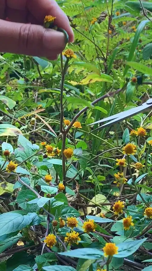 金纽扣,别名雨伞草,大黄花,牙痛草
