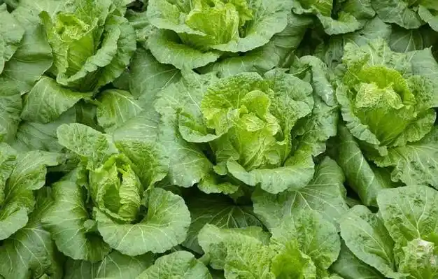 学会自配万能肥,蔬菜病虫害少,产量高,一亩成本只要几块钱|重茬|硅肥|