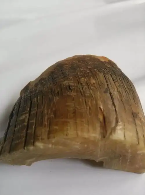 犀牛角 是亚洲犀还是非洲犀