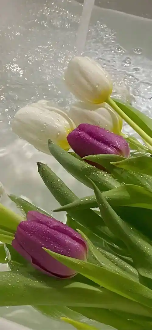 壁纸高清ins风手机壁纸