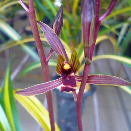 黄金养老 金边中透墨兰兰花盆栽兰草名贵浓香室内好养花卉绿植-mc母婴