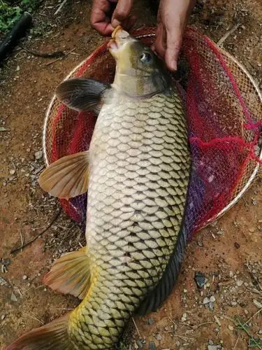 野外钓鱼野生鲤鱼的习性你知道吗?饵料钓位选择有针对性吗