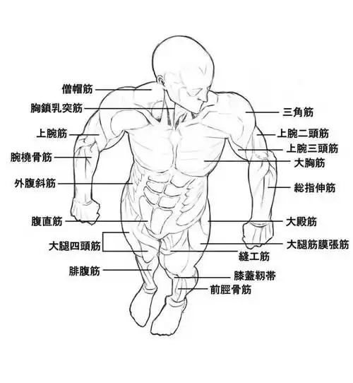 【推荐】动漫人体肌肉应该怎么画?