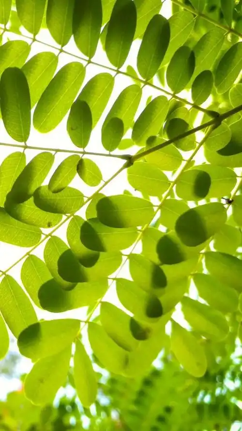 手机壁纸精选超清4k唯美小清新壁纸