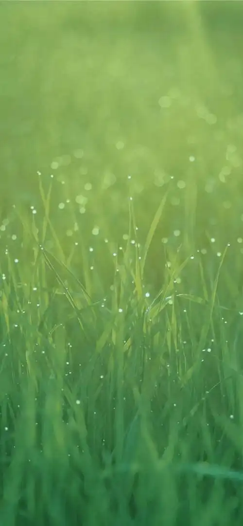壁纸 草 绿色 植物 桌面 640_1384 竖版 竖屏 手机