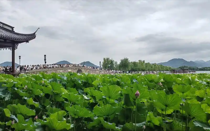 最美夏天是杭州西湖断桥荷花,山水画卷等你共赏