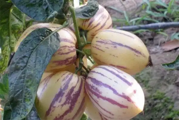 在水果市场火爆名字起得高大上村民种了却卖不动种了个茄子