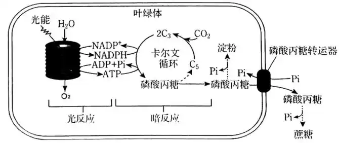 下图是某植物的叶肉细胞中光合作用的示意图卡尔文循环中的多种酶和