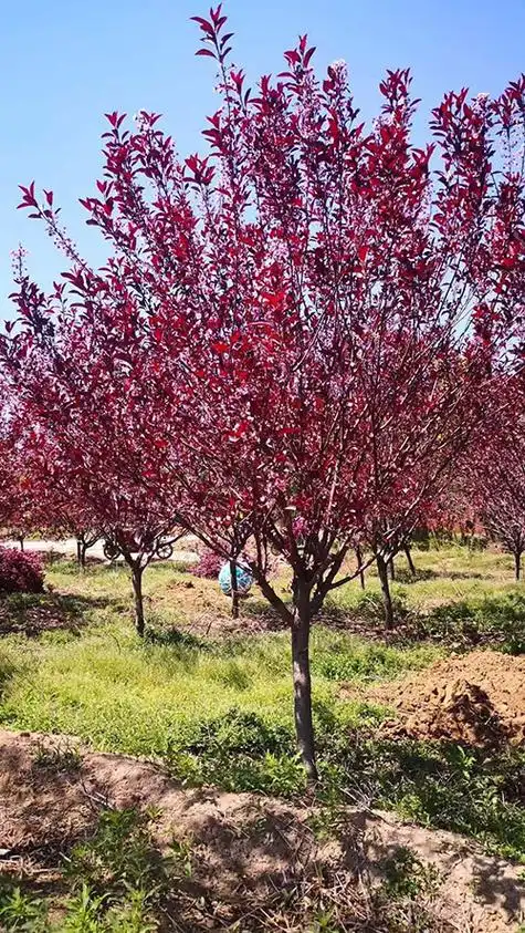 紫叶矮樱成为抢手品种