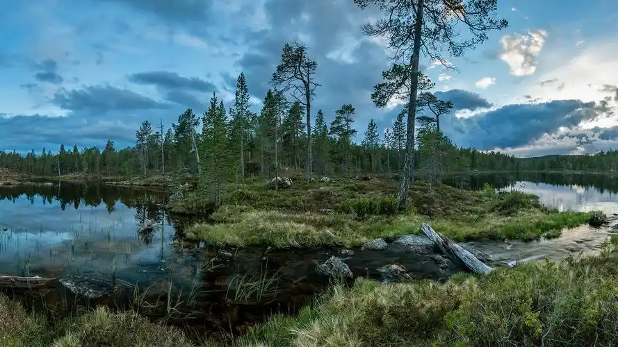 风景壁纸,唯美,高清,森林,自然风光,壁纸,1920x1080
