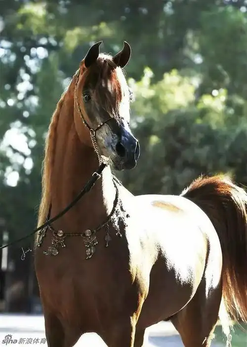 优雅至极马中贵族之阿拉伯马_高清图集_新浪网