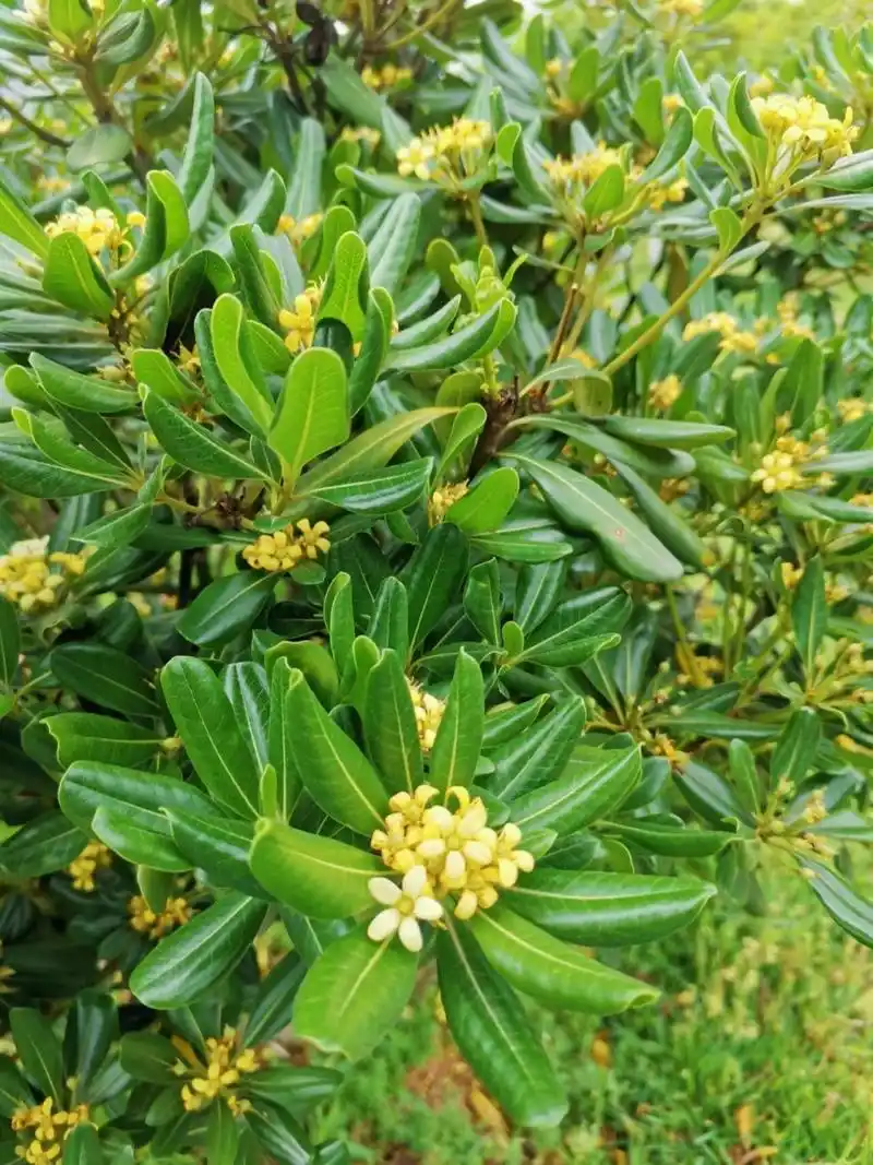 海桐花|初恋般的七里香 第一次遇见海桐花,是在夜间散步的时候,那时只
