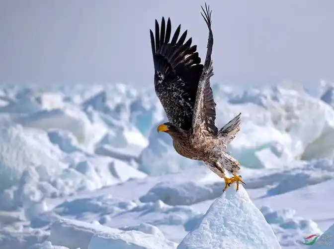 原创自然界最威武霸气的鹰的种类鹰实在太威武霸气了