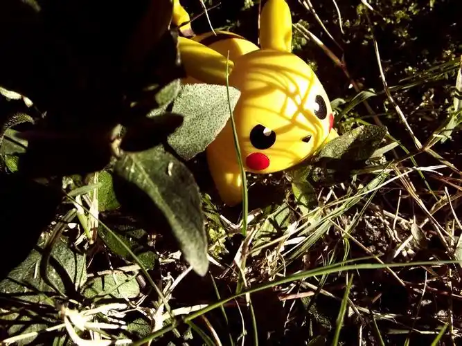 中国哪里能抓到野生皮卡丘?