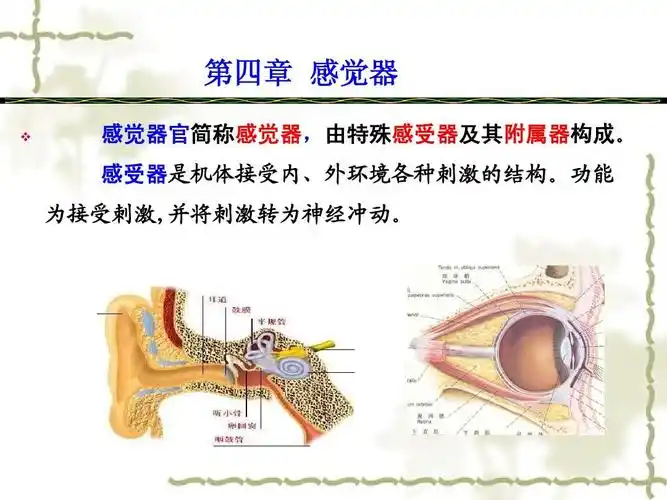第四章 感觉器ppt