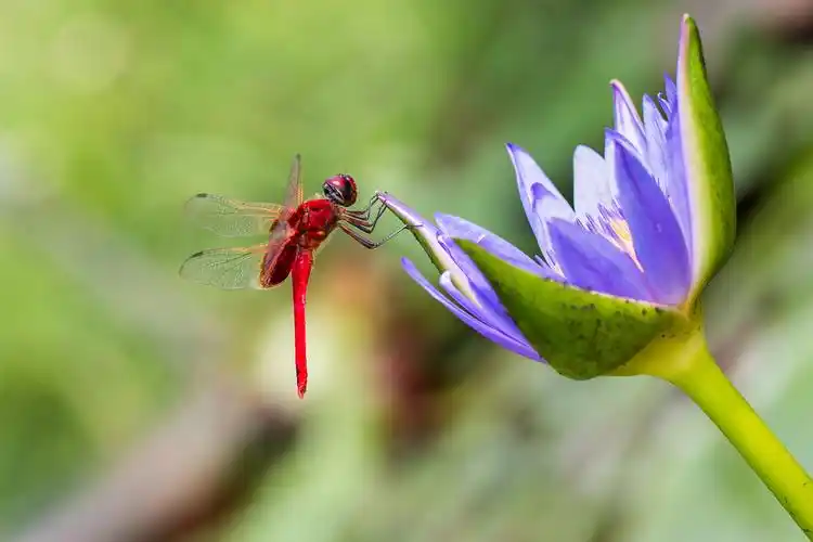 自然生态莲花上的红蜻蜓