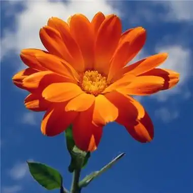 带来好运的头像(带来好运的头像大全2022)-中纳网