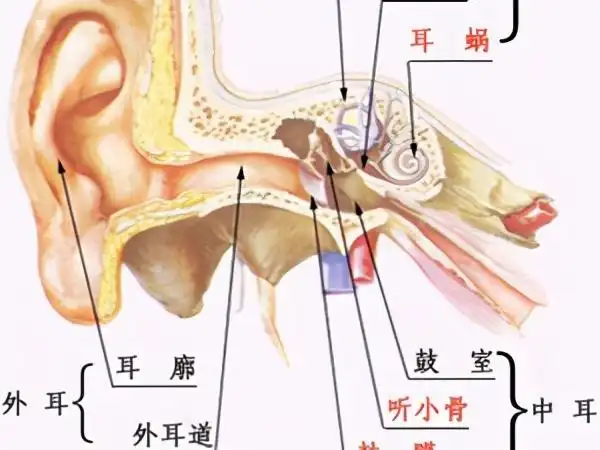 耳朵发炎,可别不在意!外耳道炎,中耳炎,你了解多少?
