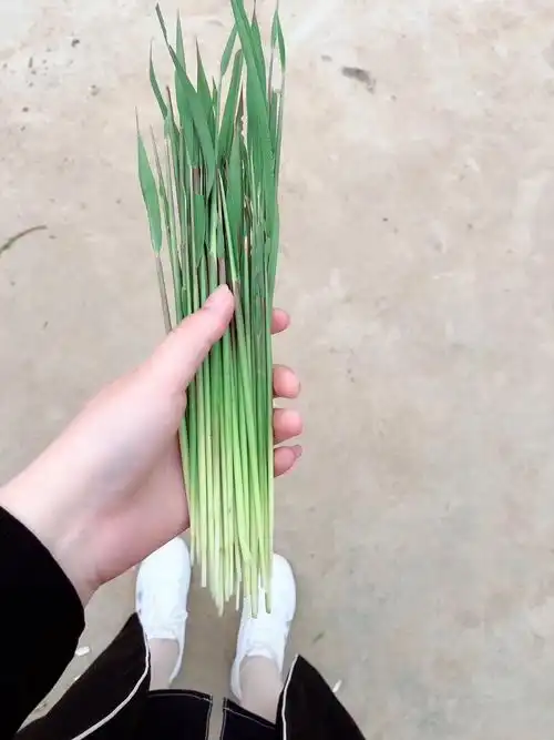 毛芽.清香,软软的.