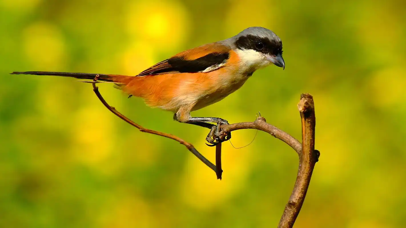 首页 桌面壁纸 动物壁纸 小猛禽伯劳鸟桌面壁纸第一辑1920_1080手机