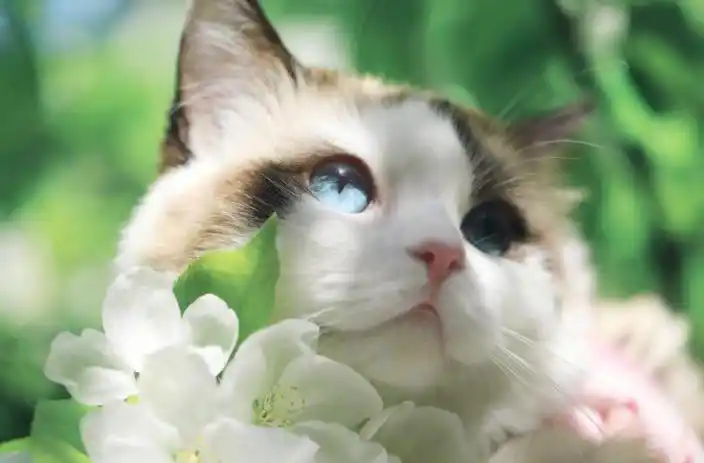 怎么饲养猫咪才能变得更"漂亮"呢?试试这5个小妙招