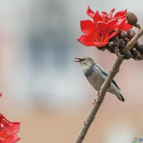 木棉花鸟