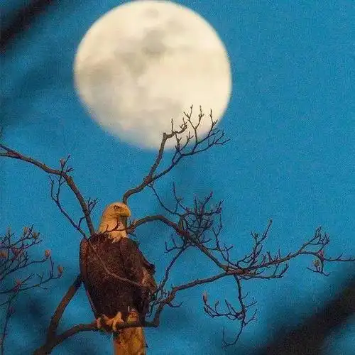 中老年头像大全霸气意境男风景的微信头像