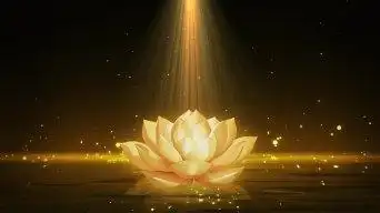 金色荷花粒子湖面视频素材