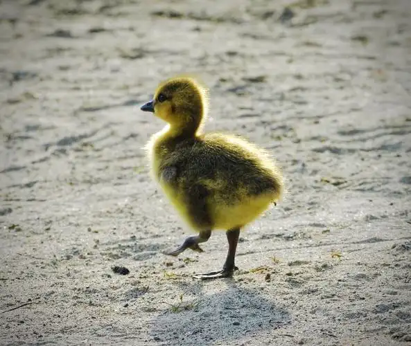 鹅宝宝们在长大