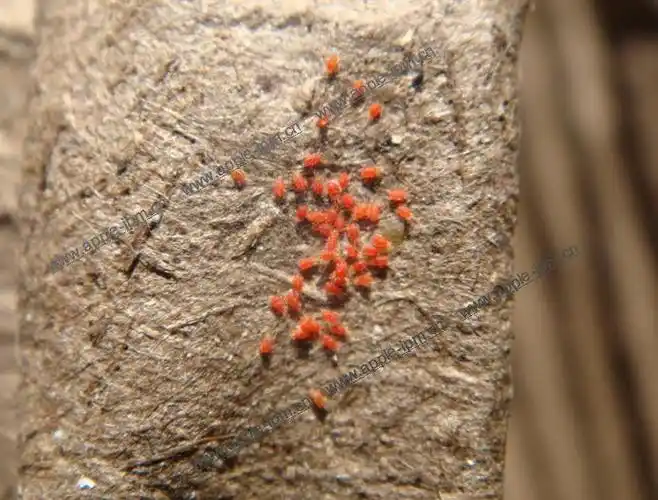 苹果生长前期注意防治苹果红蜘蛛 - 竹林漫步的日志 - 网易博客