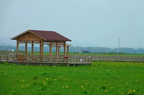 草甸里开满了金莲花    摄于:河北沽源县"五花草甸"