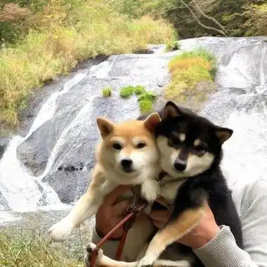 高清一对可爱小众的小动物情头_情侣头像_美头网