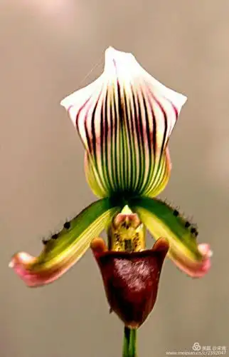 赏花 感受兜兰,心系生态 写美篇    兜兰又称拖鞋兰,兜兰的花语和象征