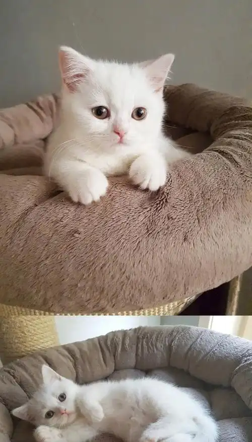 小白猫长得跟个糯米团子一样萌死人了