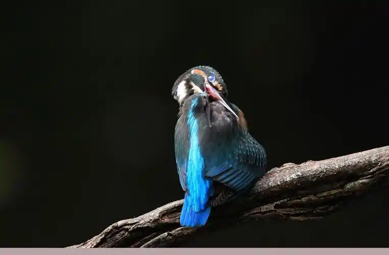 翠鸟黑小五梳妆照21