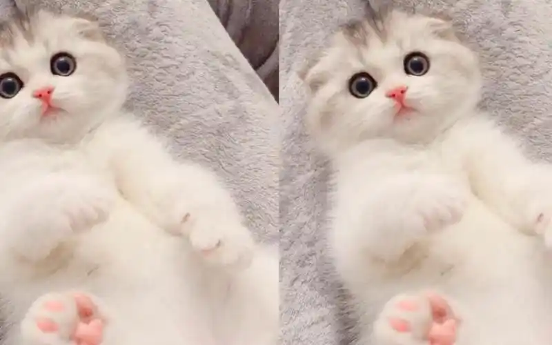 猫咪卖萌以后会发生哪些大事?网友:我要被萌死了!