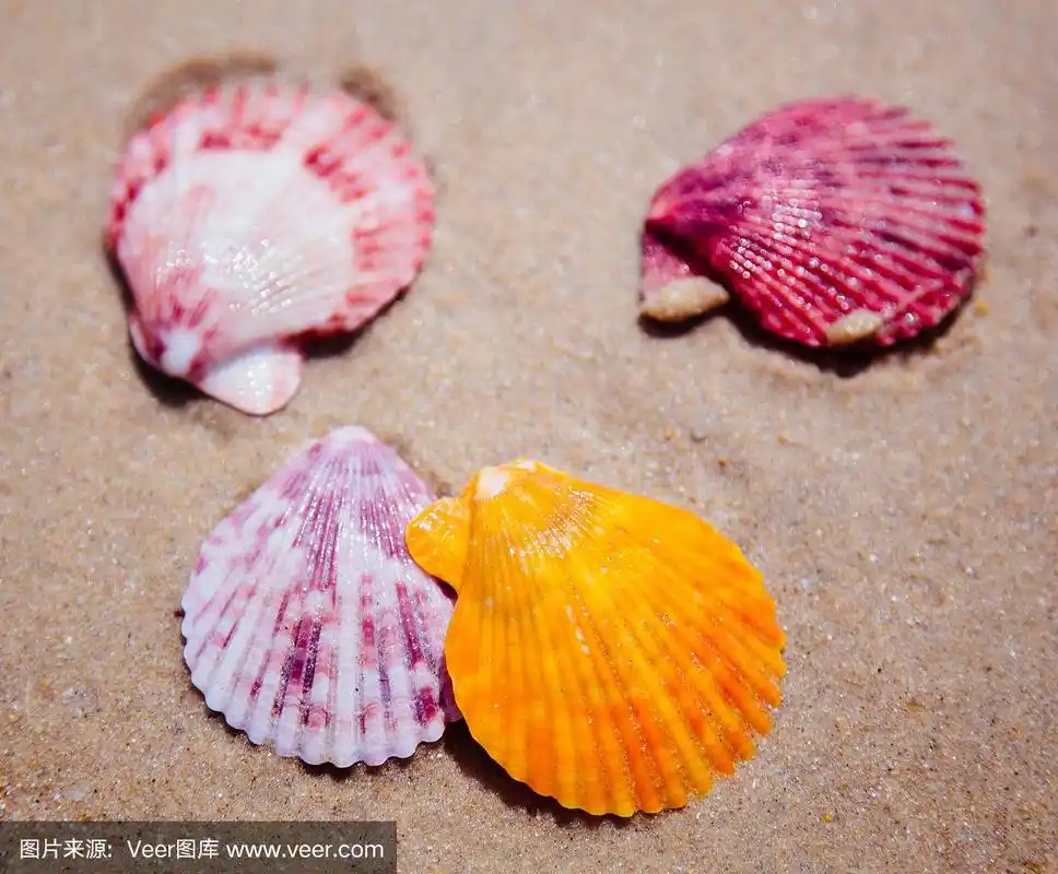 五颜六色的贝壳