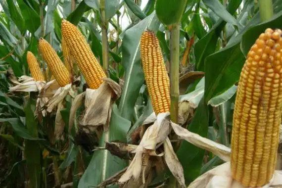 夏玉米品种前十名