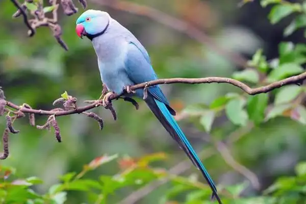 蓝月轮鹦鹉市场价格多少钱一只月轮鹦鹉优缺点