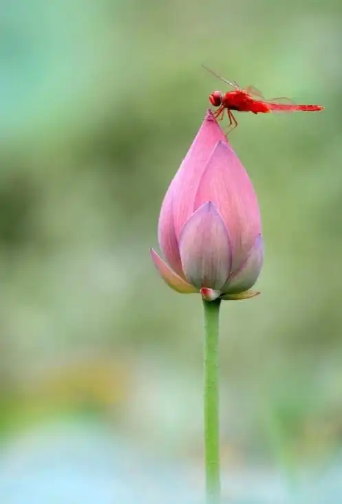 9/ 9绿树阴浓夏日长,荷花倒影入池塘. 蜻蜓点水微风动