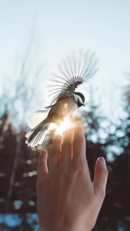 小时候,在笼中仰望天空,天空宽广的没有尽头.