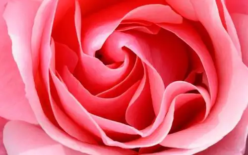 小清新唯美玫瑰花暖心花语,高清壁纸图片,鲜花背景-回车桌面