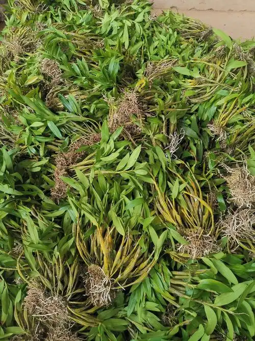 富强生态农业生态正宗霍山石斛风斗品质好品感佳