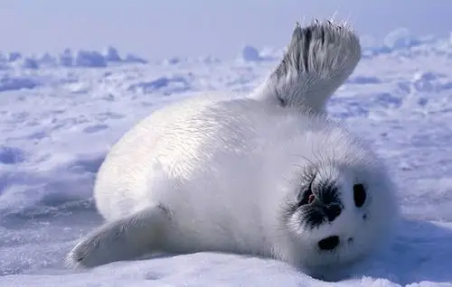 世界上最萌动物图片十大最萌动物十大萌动物图片最萌小动物图片头像
